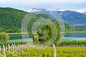 Grape plantation near Caldaro Lake in Bolzano/Bozen Sudtirol, Italy