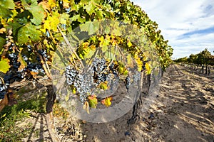 Grape plantation in the state of Mendoza