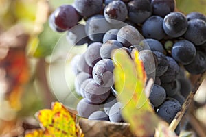 Grape plantation in the state of Mendoza