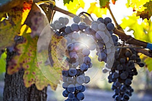 Grape plantation in the state of Mendoza