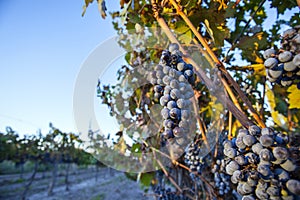 Grape plantation in the state of Mendoza