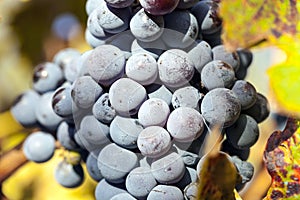 Grape plantation in the state of Mendoza  Argentina