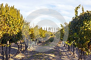 Grape plantation the state of Mendoza, Argentina