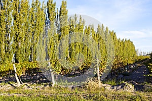 Grape plantation state of Mendoza, Argentina