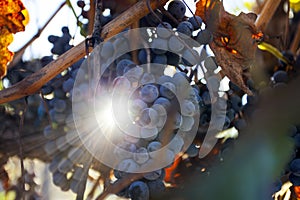 Grape plantation in the state of Mendoza  Argentina