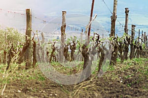 Grape plantation, young grape bushes, production of wine in Italy