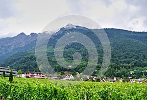 Grape plantations, green plants