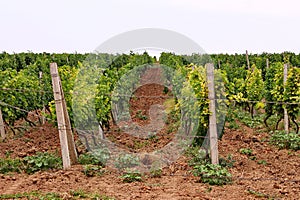 Grape plantations in the Shamakhi region of Azerbaijan in August and during the daytime