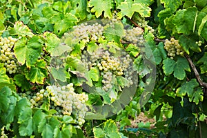 Grape plants with berries