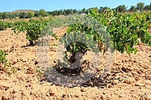 Grape plants on vineyard in Attica, Greece