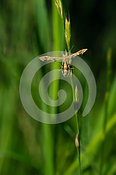 Grape Plume Moth - Geina periscelidactylus