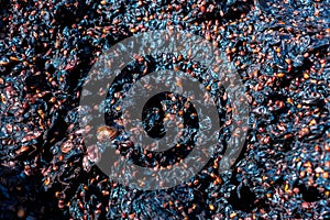 Grape pomace