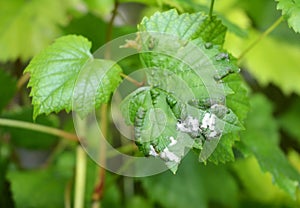 Grape Powdery Mildew. Grapevine diseases. Downy Mildew Plasmopara vitikola is a fungal disease