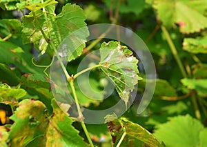 Grape Powdery Mildew. Powdery mildew is a fungal disease that affects a wide range of plants. Grapevine diseases. photo