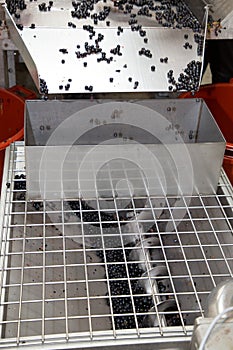 Grape processing on harvest grapes machine in cellar vineyard in St.Emilion Bordeaux France