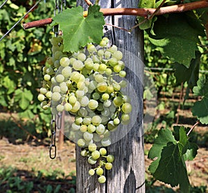 Grape of Prosecco hanging on vine