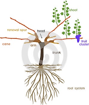 Grape pruning scheme: cane pruned. General view of grape vine plant with root system in dormant and g