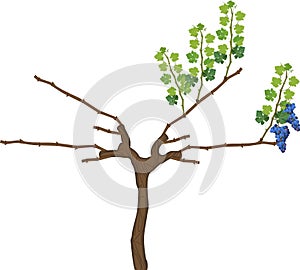 Grape pruning scheme: cane pruned. General view of grape vine plant with root system isolated on white