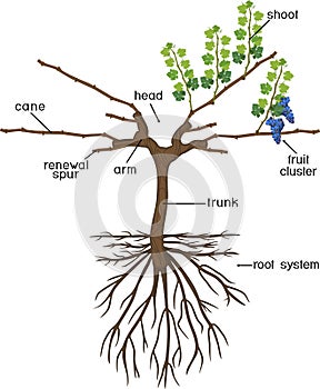 Grape pruning scheme: cane pruned. General view of grape vine plant with root system isolated on white background