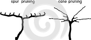 Grape pruning scheme: spur and cane pruned