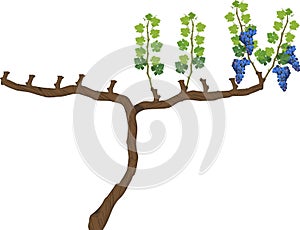 Grape pruning scheme: spur pruned. General view of grape vine plant isolated on white background in dormant and growing season