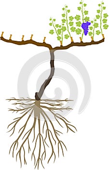Grape pruning scheme: spur pruned. General view of grape vine plant with root system