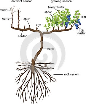 Grape pruning scheme: spur pruned. General view of grape vine plant with root system