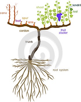 Grape pruning scheme: spur pruned. General view of grape vine plant with root system