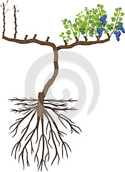 Grape pruning scheme: spur pruned. General view of grape vine plant with root system isolated on white background