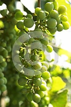 Grape racemation