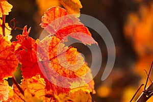 Grape red leaf close-up on a blurry background. Colorful natural autumn background