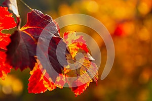 Grape red leaf close-up on a blurry background. Colorful natural autumn background