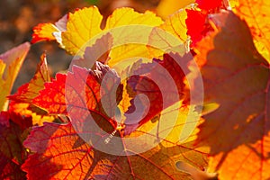 Grape red leaf close-up on a blurry background. Colorful natural autumn background