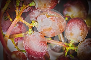 Grape red macro of the berries