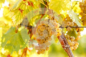 Grape Riesling on grape vine in vineyard