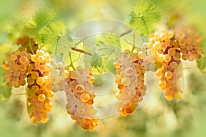 Grape Riesling in vineyard - taste and color of grape like honey