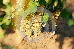 Grape Riesling wine grape on grapevine in vineyard
