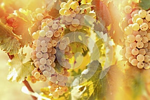 Grape Riesling (wine grape) in vineyard photo