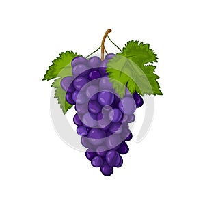Grape. Ripe grapes are blue. Fresh grapes. Wine grapes vector illustration isolated on a white background