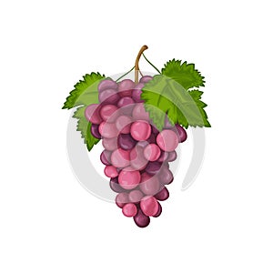 Grape. Ripe purple grapes. Fresh grapes. Ripe berries. Wine grapes vector illustration isolated on white background
