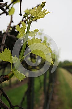 Grape Row in Missouri 2019 VII