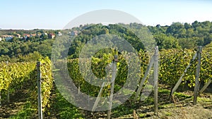 Grape rows on green hill in Slatina - Croatia