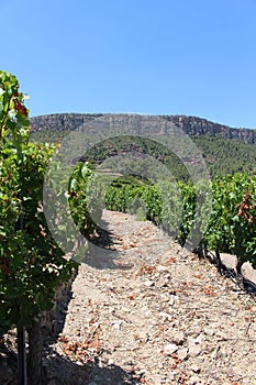 Between Grape Rows on a Hill in Priorat Spain photo