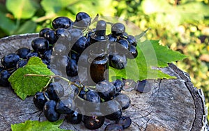 Grape seed oil in a glass jar and fresh grapes for spa and body care. The concept of spa, bio, eco products