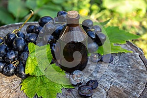 Grape seed oil in a glass jar and fresh grapes for spa and body care. The concept of spa, bio, eco products