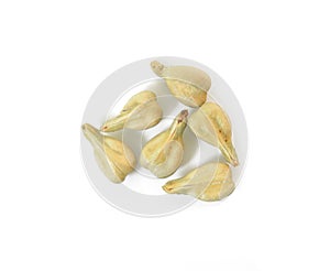 Grape seed on white background