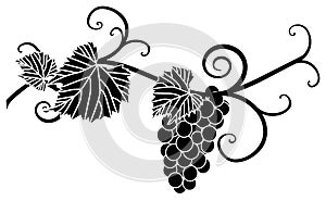 Grape silhouette