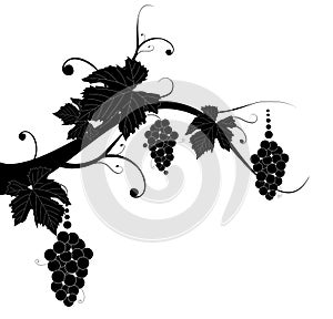 Grape silhouette for you design