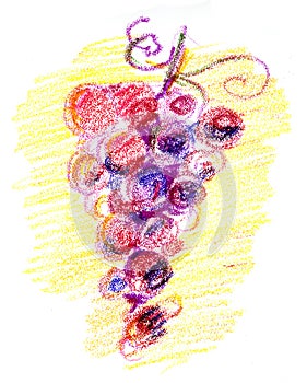 Grape sketch