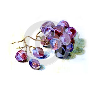 Grape sketch